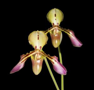 Paphiopedilum tigrinum