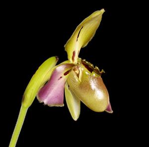 Paphiopedilum tigrinum