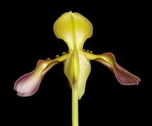 Paphiopedilum tigrinum