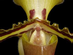 Paphiopedilum tigrinum