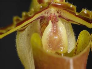 Paphiopedilum tigrinum