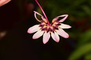 Bulbophyllum auratum