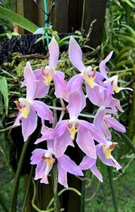 Paraphalaenopsis laycockii