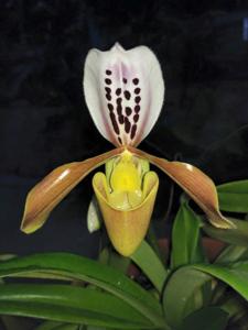 Paphiopedilum gratrixianum