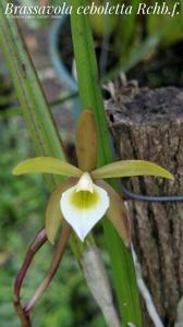 Brassavola ceboletta