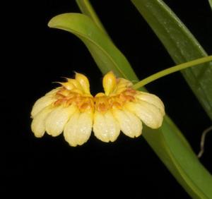 Bulbophyllum corolliferum