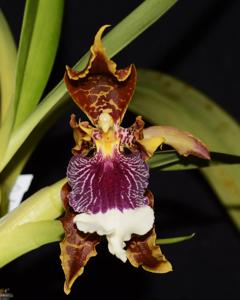 Oncidium harryanum