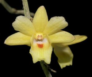 Dendrobium sanguinolentum