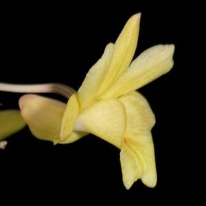 Dendrobium sanguinolentum