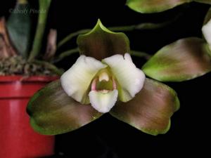 Lycaste macrophylla