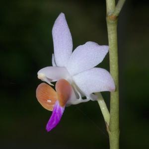 Phalaenopsis pulcherrima