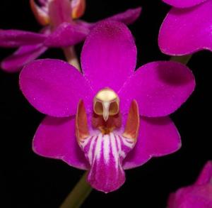 Phalaenopsis pulcherrima