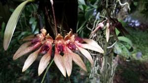 Bulbophyllum annandalei