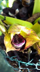 Bifrenaria tetragona