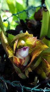 Bifrenaria tetragona