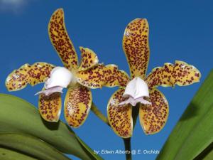 Cattleya guttata