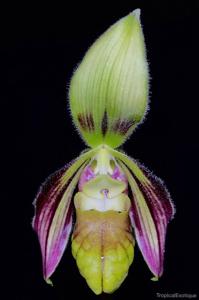 Paphiopedilum sangii