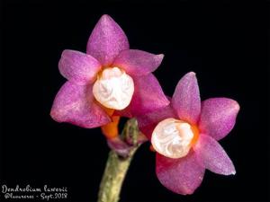 Dendrobium lawesii