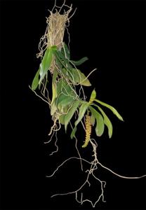 Robiquetia spathulata