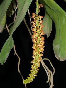 Robiquetia spathulata