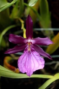 Miltonia moreliana