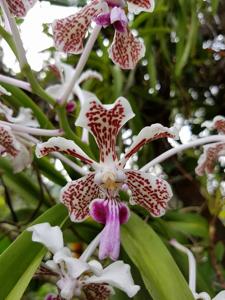 Vanda suavis