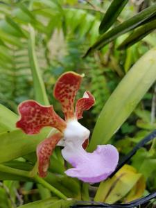 Vanda insignis