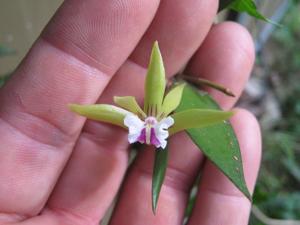 Dendrobium pugioniforme