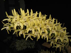 Dendrobium speciosum