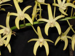 Dendrobium speciosum var. pedunculatum