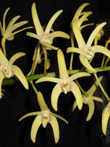 Dendrobium speciosum var. pedunculatum