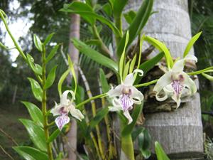 Dendrobium stratiotes