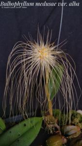 Bulbophyllum medusae