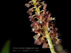 Mycaranthes latifolia