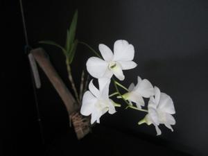 Dendrobium bigibbum