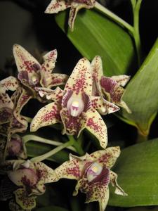 Dendrobium tapiniense