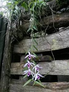 Dendrobium anosmum