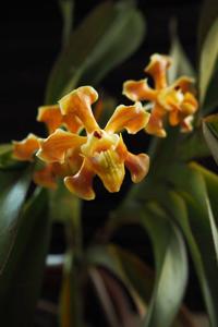 Vanda helvola