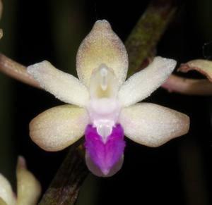 Sarcoglyphis mirabilis