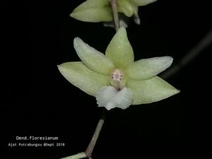 Dendrobium floresianum