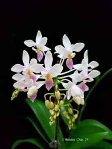 Phalaenopsis equestris