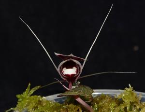 Corybas pictus