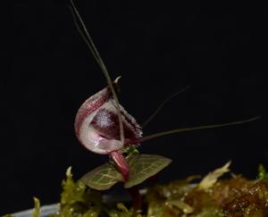 Corybas pictus