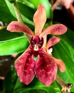 Renanthera storiei