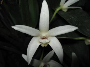 Dendrobium falcorostrum