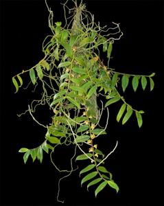 Trichoglottis orchidea