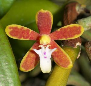Trichoglottis orchidea