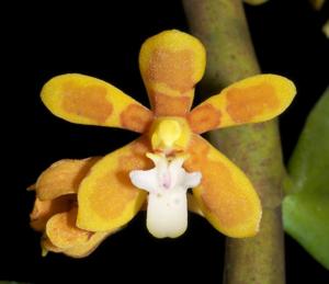 Trichoglottis orchidea