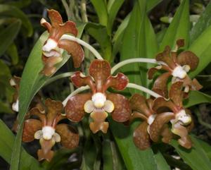 Vanda brunnea