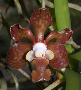 Vanda brunnea